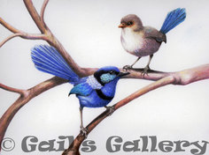 Splendid-Fairy-wrens (Malarus splendens), watercolour