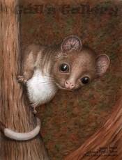 Western Ring-Tailed Possum (Pseudocheirus occidentalis) Watercolour