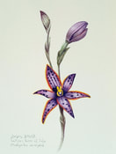 Southern Queen of Sheba orchid (Thelymitra variegata). Watercolour
