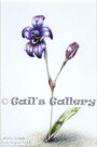 Purple Enamel Orchid (Caladenia brunonis)  Watercolour over pencil, 15x10cm $95