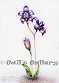 Purple Enamel Orchid (Caladenia brunonis) Watercolour