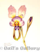 Purple Pansy Orchid (Diuris longifolia). Watercolour