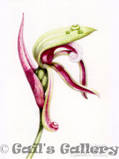 Rattle Beaks (Lyperanthus serratus). Watercolour