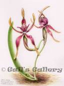 Reaching Spider Orchid (Caladenia arrecta) watercolour