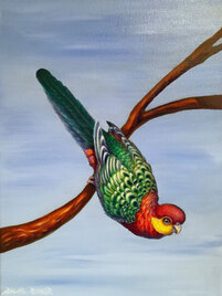 Ready to Launch... Western Rosella (Platycercus isterotis) (m) Oil on Canvas, 41x31cms