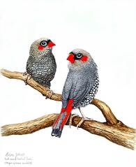 Red-eared Firetail Finch (Stagonopleura oculata). Watercolour