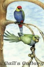 Red-Capped Parrots (Purpureicephalus spurius), adult and juvenile.  Watercolour over pencil on HP w/c paper, 300x450 cms. Picture