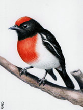 Red-capped Robin (m) (Petroica goodenovii) near Toodyay W.A.. Watercolour 