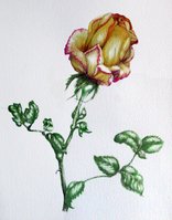 Rose, watercolour