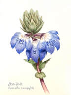 Fan Flower (Scaevola macropylla), Watercolour