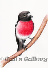 Scarlet Robin (Petroica boodang). 25x20cms. Watercolour