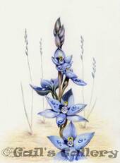 Scented Sun Orchid (Thelymitra macrophylla). 38x30cms. Watercolour