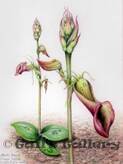 Slipper Orchid (Cryptostylis ovata). unframed Watercolour