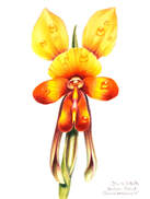 Donkey Orchid (Diuris brockmanii) Watercolour