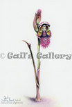 Swamp Beard Orchid (Calochilus uliginosus) watercolour