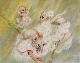 Honey Possums (Tarsipes rostratus) Watercolour