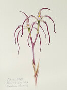 Ballerina Spider Orchid (Caladenia melanema) Watercolour