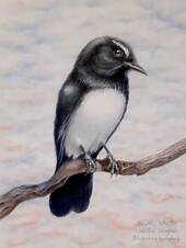 Willy Wagtail (Rhipidura leucophrys) Watercolour