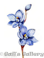 Wandoo Shirt Orchid (Thelymitra latiloba). Watercolour
