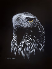 'Regal Eagle'... Wedgetail Eagle (Aquila audax). Pastel on black mat, 45x32cms.