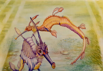 Weedy Seadragon (Phyllopteryx taeniolatus). Watercolour