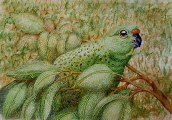 Western Ground Parrot (Pezoporus flaviventris) Watercolour