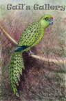Western Ground Parrot (Pezoporus flaviventris) Watercolour