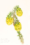 Yellow Mountain Bell (Darwinia collina). Watercolour