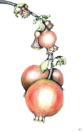 Pendant Pomegranates, 2015. Watercolour over pencil, HP watercolour paper, 20x35 cm.