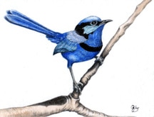 BLUE WREN, ALBANY WA 2015 (Malurus splendens splendens) - watercolour over pencil on NOT w/c paper, 20x15 cms
