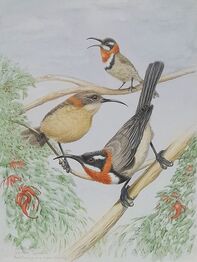 Western Spinebills (Acanthorhynchus superciliosus). original Watercolour